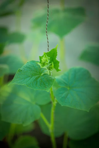 Blooming Cucumber Close Selective Focus Organic Greenhouse Full Cucumber Plants — Stockfoto