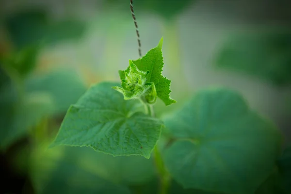 Blooming Cucumber Close Selective Focus Organic Greenhouse Full Cucumber Plants — Foto de Stock