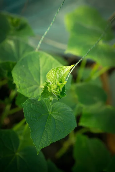 Blooming Cucumber Close Selective Focus Organic Greenhouse Full Cucumber Plants — Stockfoto