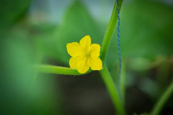Kvetoucí Okurka Zblízka Selektivním Zaměřením Žlutá Okurka Květina Malé Okurky — Stock fotografie
