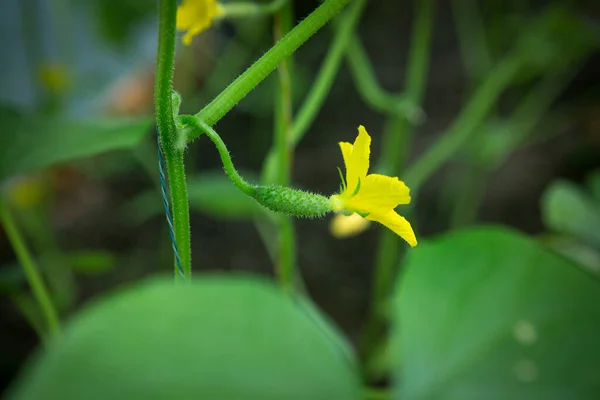 Kvetoucí Okurka Zblízka Selektivním Zaměřením Žlutá Okurka Květina Malé Okurky — Stock fotografie