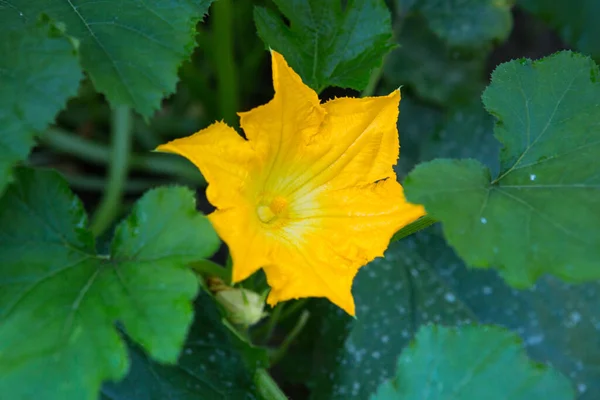 Κολοκυθάκια Φυτρώνουν Στον Κήπο Και Ανθίζουν Κίτρινα Λουλούδια Καλλιέργεια Κολοκυθιών — Φωτογραφία Αρχείου