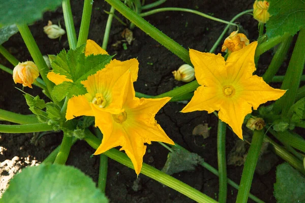 Zucchini Grows Garden Blooms Yellow Flowers Cultivation Zucchini — Stock fotografie