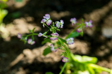 Raphanus çiçeğine yaklaş. Çiftlikteki güzel Raphanus sativus çiçeği. Raphanus çiçekleri. Turp çiçeği. Seçici Konuya Odaklanma.