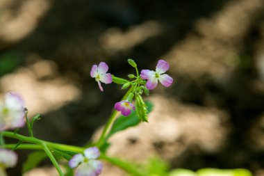 Raphanus çiçeğine yaklaş. Çiftlikteki güzel Raphanus sativus çiçeği. Raphanus çiçekleri. Turp çiçeği. Seçici Konuya Odaklanma.