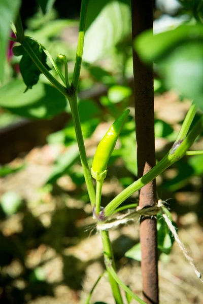 Vista Cerca Pimienta Verde Que Crece Invernadero — Foto de Stock