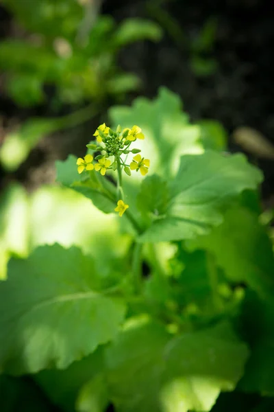 Close Chinese Cabbage Flower Blooming Field — Fotografia de Stock