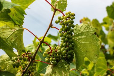Bunches of unripe grapes. Vine and leaves. Green grapes. Close-up of grape berries.