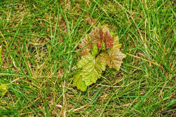 Young Bush Wine Grapes Green Grass First Leaves Vine Concept — Stockfoto