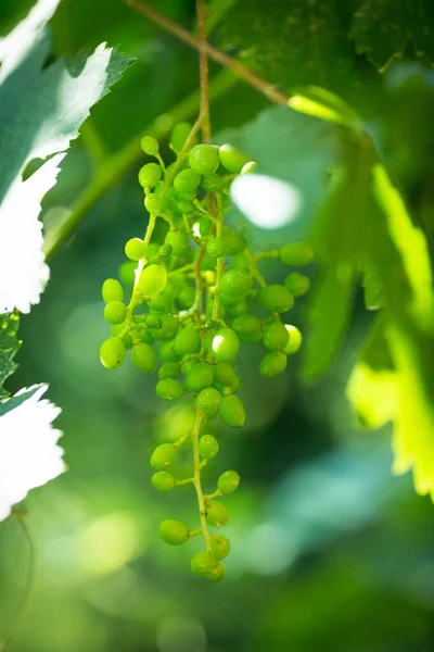 Bunches Unripe Grapes Vine Leaves Green Grapes Close Grape Berries — Stok fotoğraf