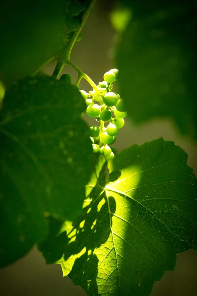 Bunches Unripe Grapes Vine Leaves Green Grapes Close Grape Berries — Stockfoto