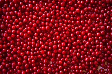 Berries of red currant in the top view. Background with red currants. Close-up of red berries.