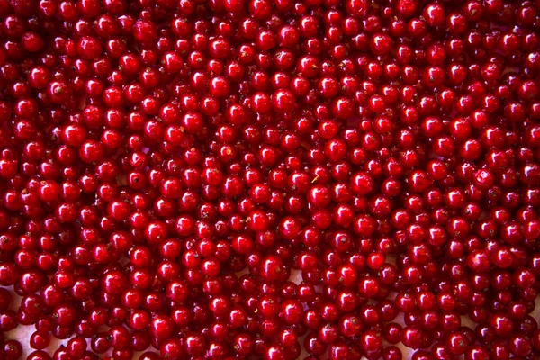 Berries of red currant in the top view. Background with red currants. Close-up of red berries.