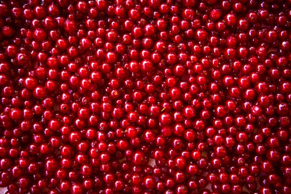 Berries of red currant in the top view. Background with red currants. Close-up of red berries.