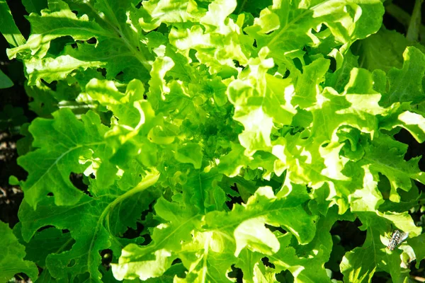 Lettuce Ground Plantation Sunlight Background Fresh Greens — Stock Photo, Image