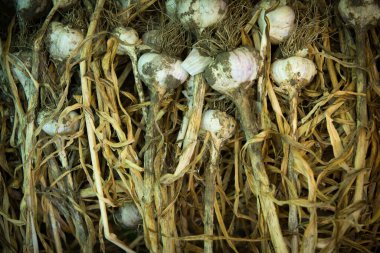 Close-up of freshly dug cloves of garlic. Healthy food concept. Garlic root background.