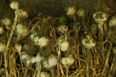 Close-up of freshly dug cloves of garlic. Healthy food concept. Garlic root background.