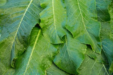 Background of natural vegetable herbaceous medicinal plant horseradish. Growing and harvesting fresh green leaves. Healthy food, spices, gardening, agriculture