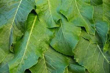 Background of natural vegetable herbaceous medicinal plant horseradish. Growing and harvesting fresh green leaves. Healthy food, spices, gardening, agriculture