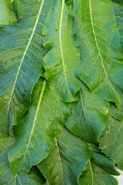 Background of natural vegetable herbaceous medicinal plant horseradish. Growing and harvesting fresh green leaves. Healthy food, spices, gardening, agriculture