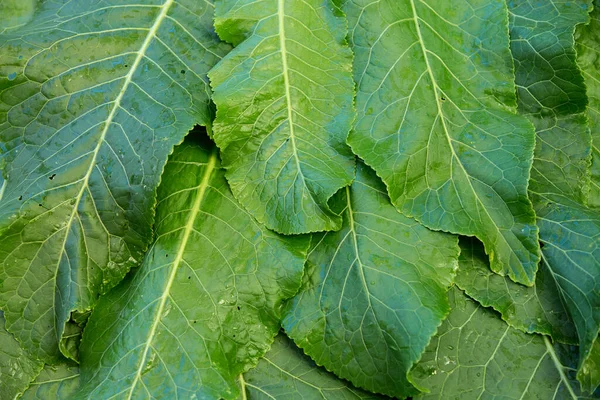 Background of natural vegetable herbaceous medicinal plant horseradish. Growing and harvesting fresh green leaves. Healthy food, spices, gardening, agriculture