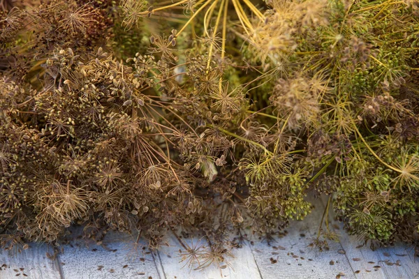 Background Natural Vegetable Herbaceous Medicinal Plant Dill Growing Harvesting Fresh — ストック写真