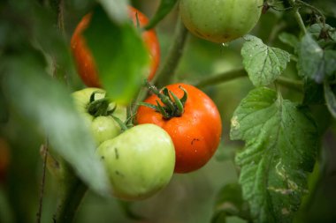 Domatesler yakın. Doğal koşullarda dallarda domates olgunlaşma.
