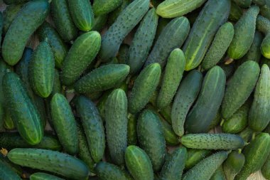 Macro photo green cucumber. Stock photo vegetable fresh cucumber background