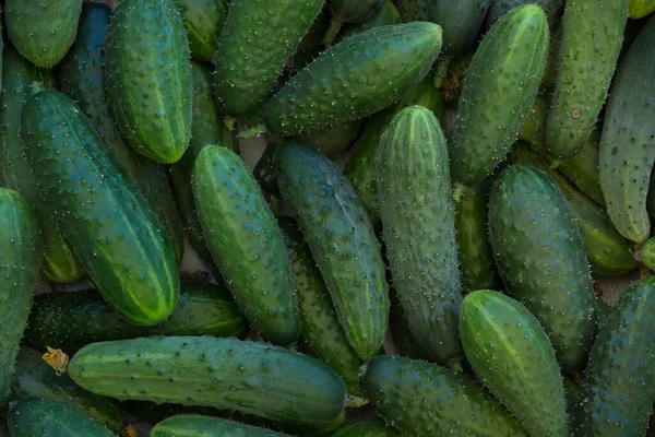 Macro Photo Green Cucumber Stock Photo Vegetable Fresh Cucumber Background — Fotografia de Stock