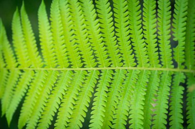 Tree fern leaf detail on dark background, single leaf