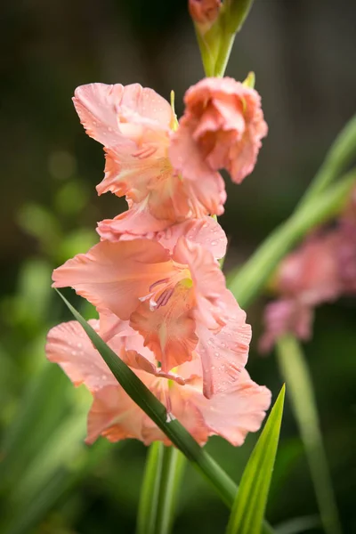 Close-up of a gladiolus flower. Gently pink flower with hints of coral color.