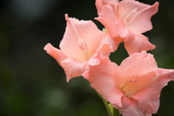 Close-up of a gladiolus flower. Gently pink flower with hints of coral color.