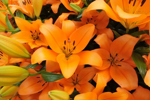 Oranje lily bloemen in het boeket — Stockfoto