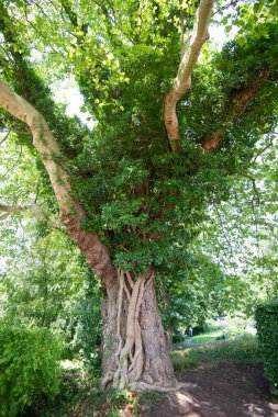 Gruga parkı Essen Almanya. Yüksek kalite fotoğraf