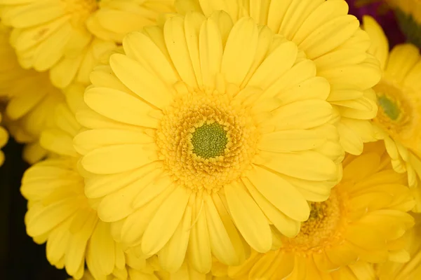 Gele Gerbera Close Met Bloemen Achtergrond Hoge Kwaliteit Foto — Stockfoto