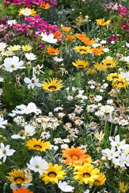 Bahçede karışık Gazanias. Yüksek kalite fotoğraf