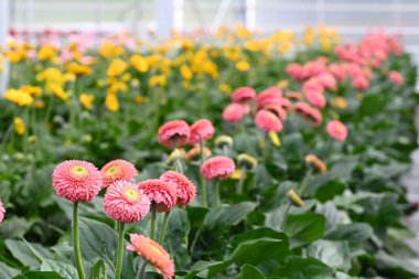 Serada bir sürü Gerbera çiçeği var. Floriade 'de üretim ve tarım çiçekleri. Geniş bir Gerbera çiftliği. Yüksek kalite fotoğraf.