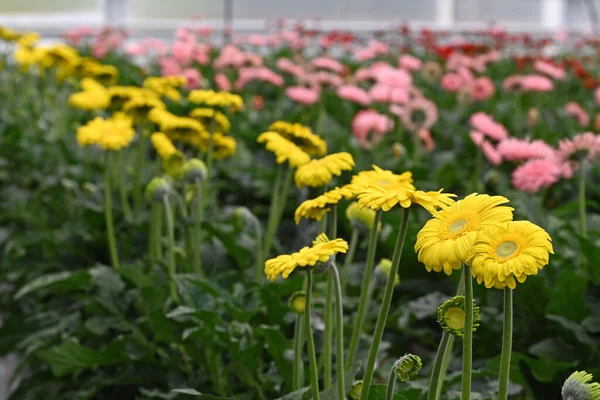 Veel Gerbera Bloemen Een Kas Productie Teelt Bloemen Bij Floriade — Stockfoto