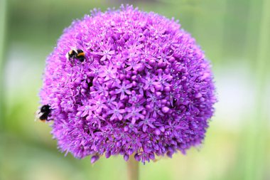 Mor ittifaklar, arıların cazibesi.