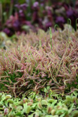 Sundew etobur bitki, Drosera anglica, böceksi bitkiler, et yiyen, hayat kurtaran bir süngerde yapışkan etobur.