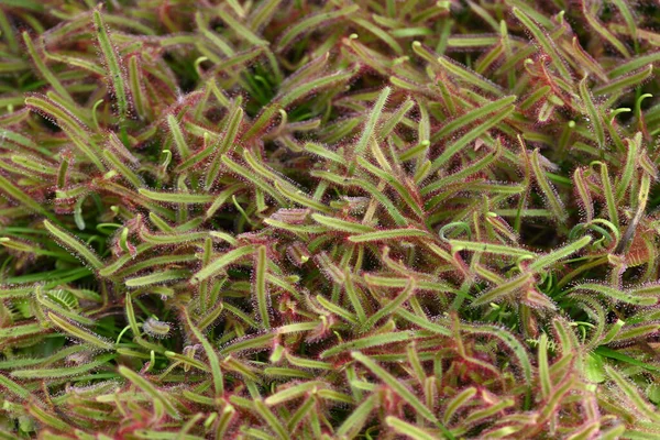 Sundew Carnivorous Plant Drosera Anglica Insectivorous Plants Meat Eating Sticky —  Fotos de Stock