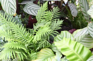 Oturma odasını ya da ofisi dekore etmek için güzel ev bitkileri. Yüksek kalite fotoğraf