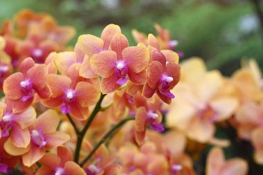 Tropikal Japon orkidesinden güzel çiçekler. Yüksek kalite fotoğraf