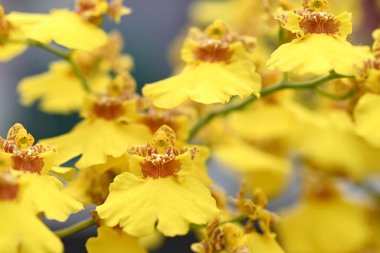 Tropikal Japon orkidesinden güzel çiçekler. Yüksek kalite fotoğraf