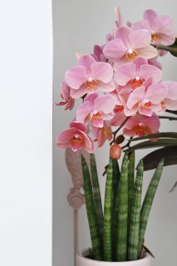 Tropikal Japon orkidesinden güzel çiçekler. Yüksek kalite fotoğraf
