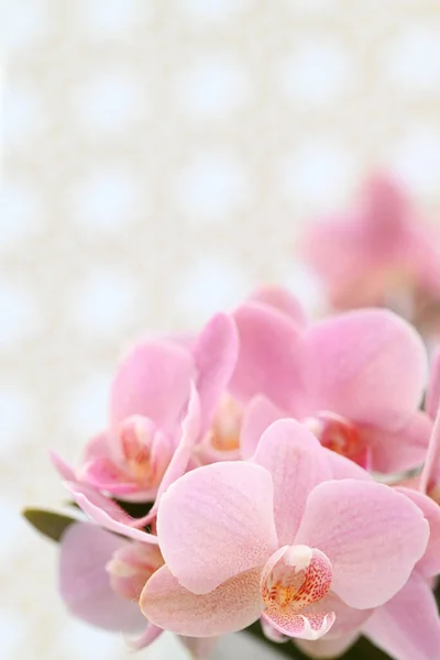 Vackra Blommor Från Den Tropiska Japanska Orkidén Högkvalitativt Foto — Stockfoto