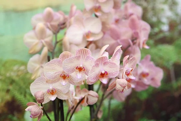 Piękne Kwiaty Tropikalnej Japońskiej Orchidei Wysokiej Jakości Zdjęcie — Zdjęcie stockowe