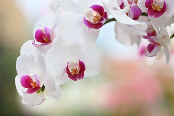 Piękne Kwiaty Tropikalnej Japońskiej Orchidei Wysokiej Jakości Zdjęcie — Zdjęcie stockowe