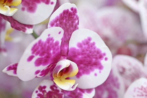 Krásné Květiny Tropické Japonské Orchideje Kvalitní Fotografie — Stock fotografie