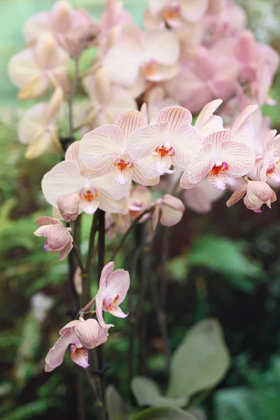 Piękne Kwiaty Tropikalnej Japońskiej Orchidei Wysokiej Jakości Zdjęcie — Zdjęcie stockowe